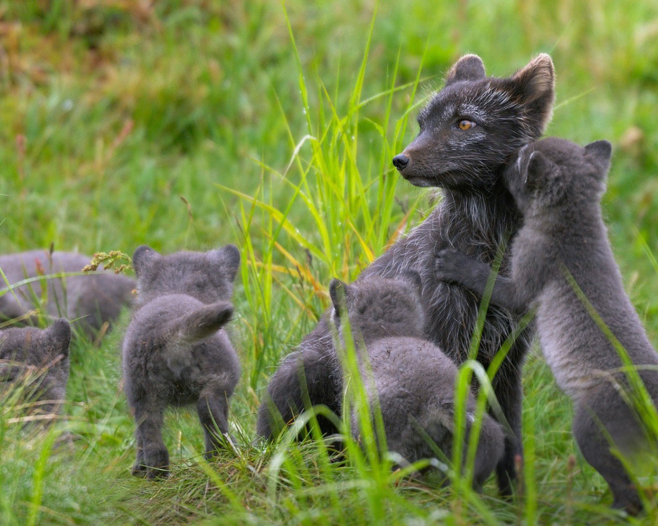 Забавные зверьки играют в траве