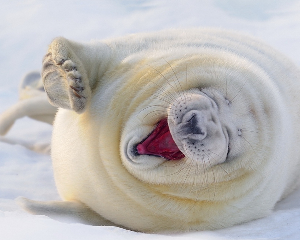 Забавный белый тюлень