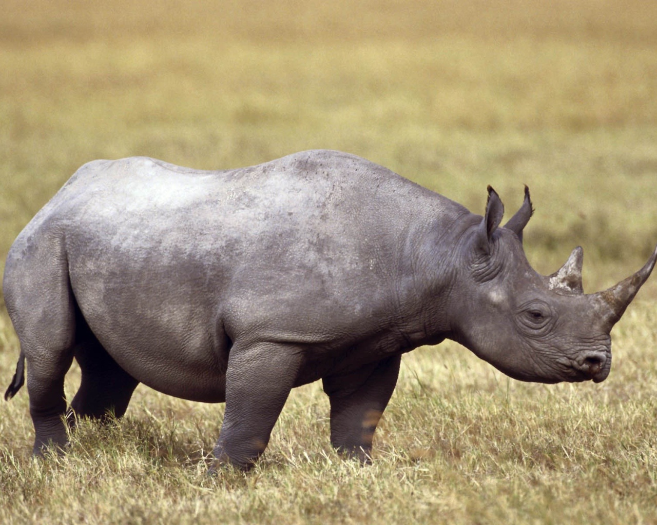 Серый носорог на поле с сухой травой