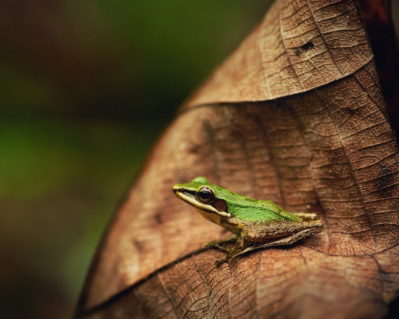 Зеленая лягушка на коричневом листе