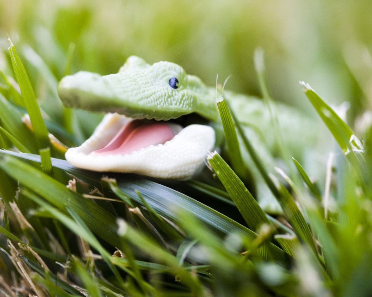 Зеленый крокодильчик в траве