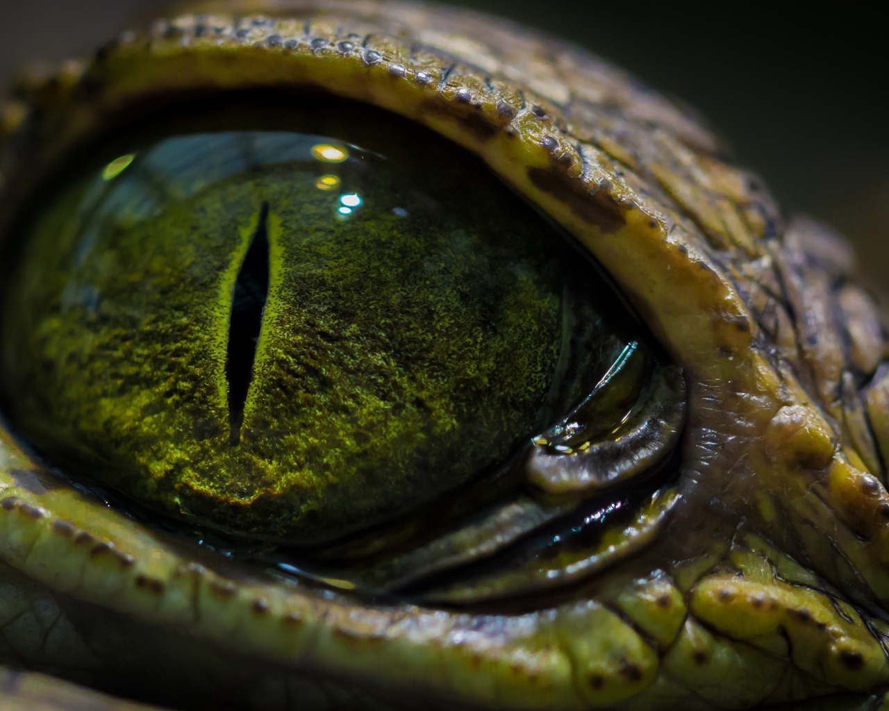 Зеленый глаз крокодила
