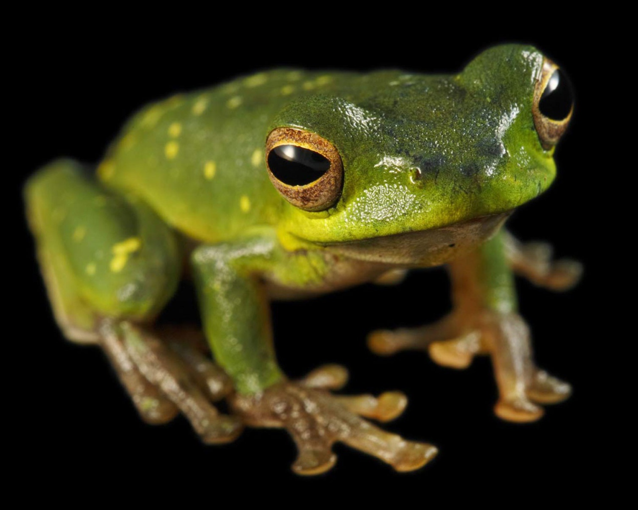 Зеленая лягушка сидит на черной поверхности