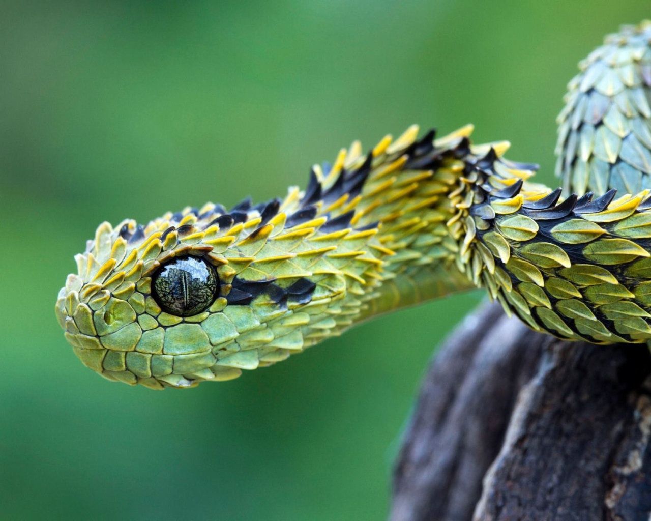 Зеленая гадюка с чешуйками