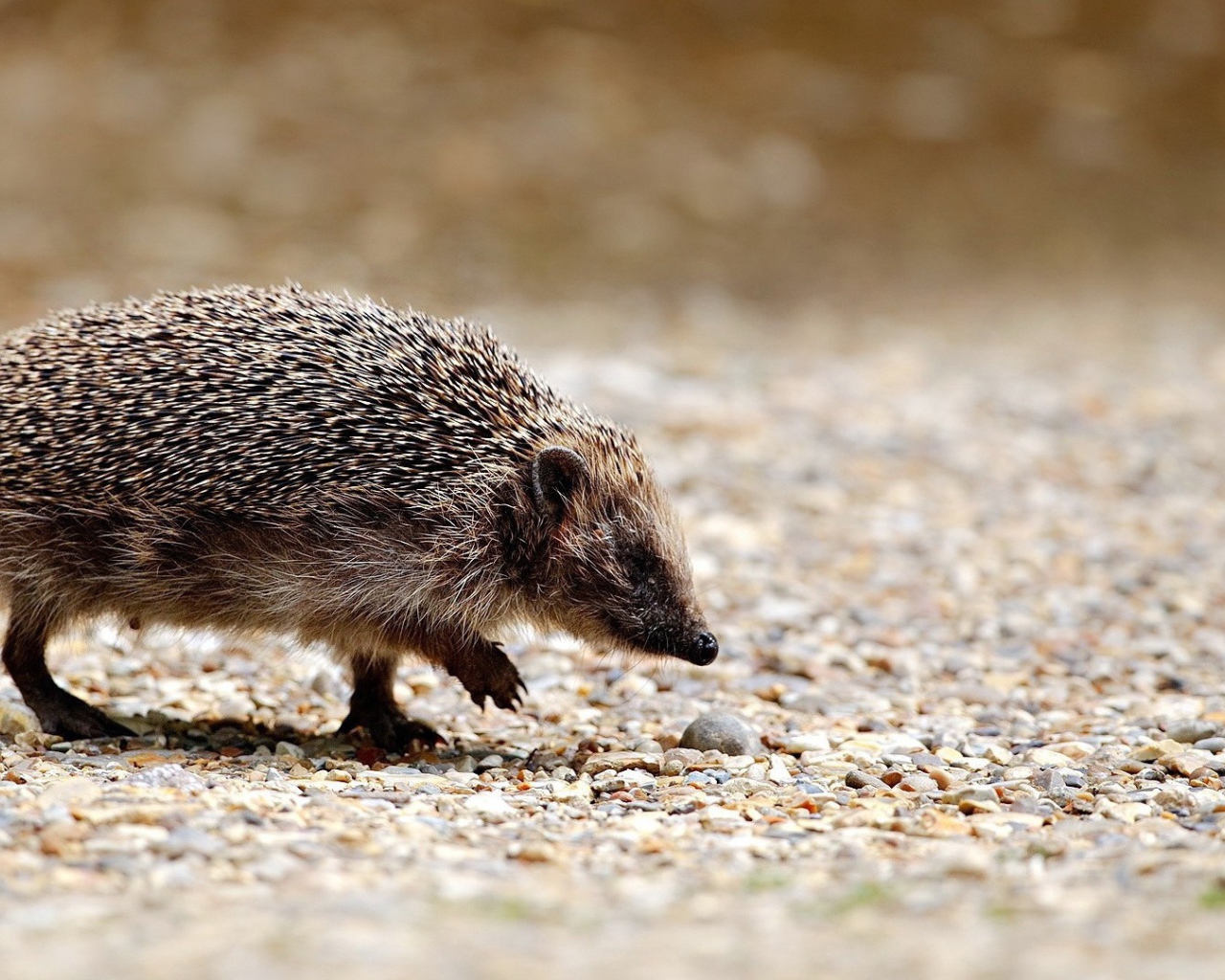 Ежик идет по своим делам