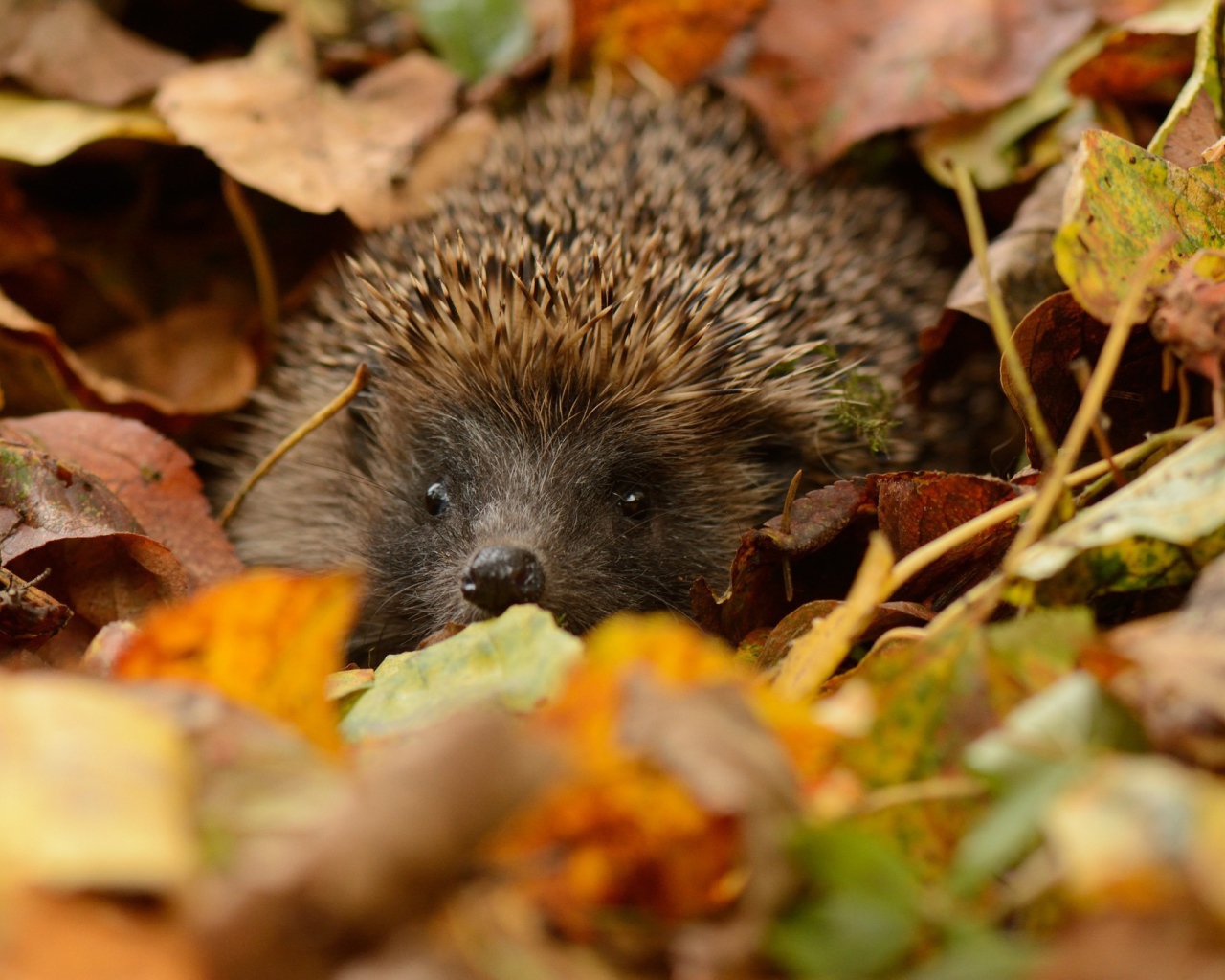 Еж прячется в листьях