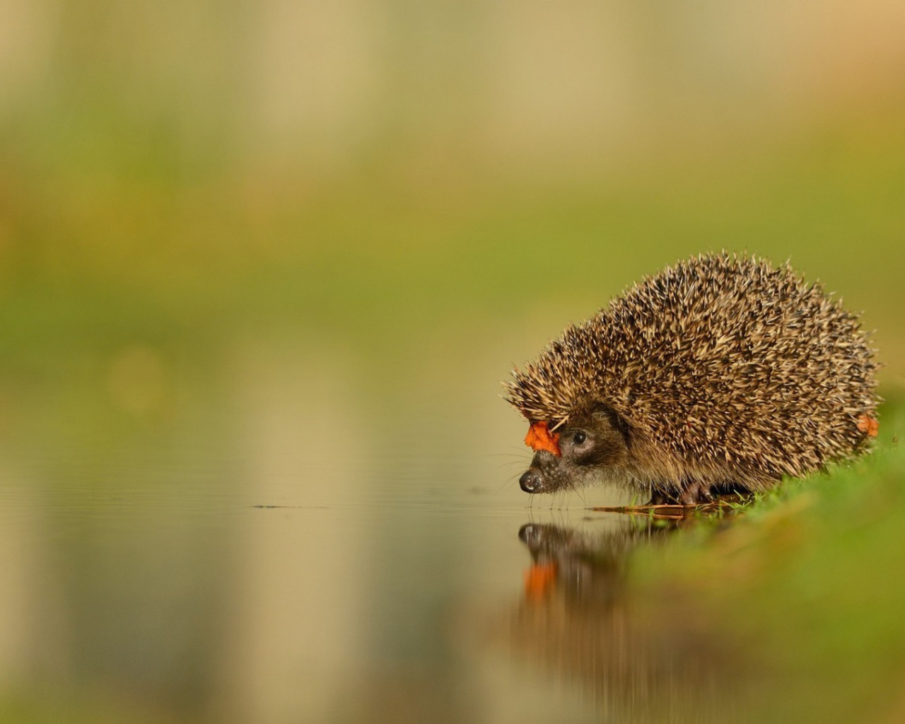 Ежик у воды на водопое