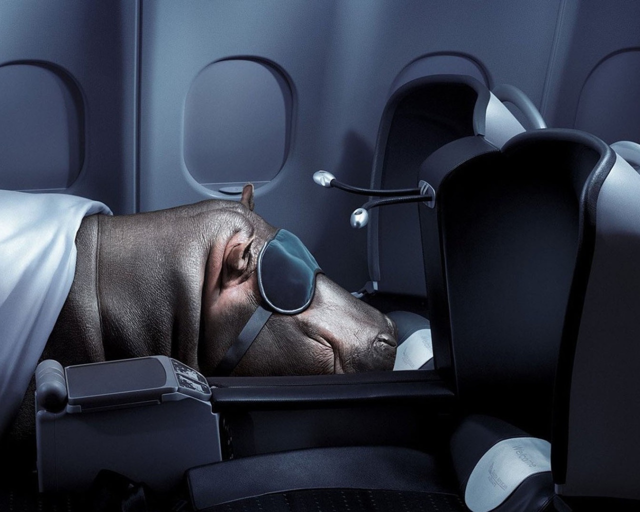 Бегемот спит в самолете