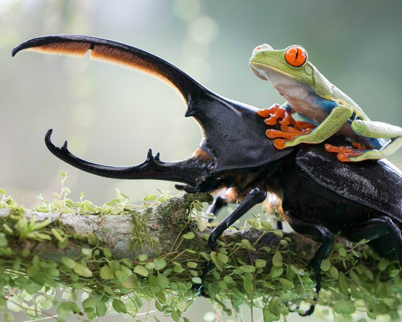 Лягушка оседлала рогатого жука