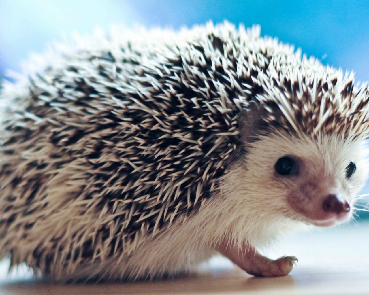 Плохо быть ёжиком, никто не погладит