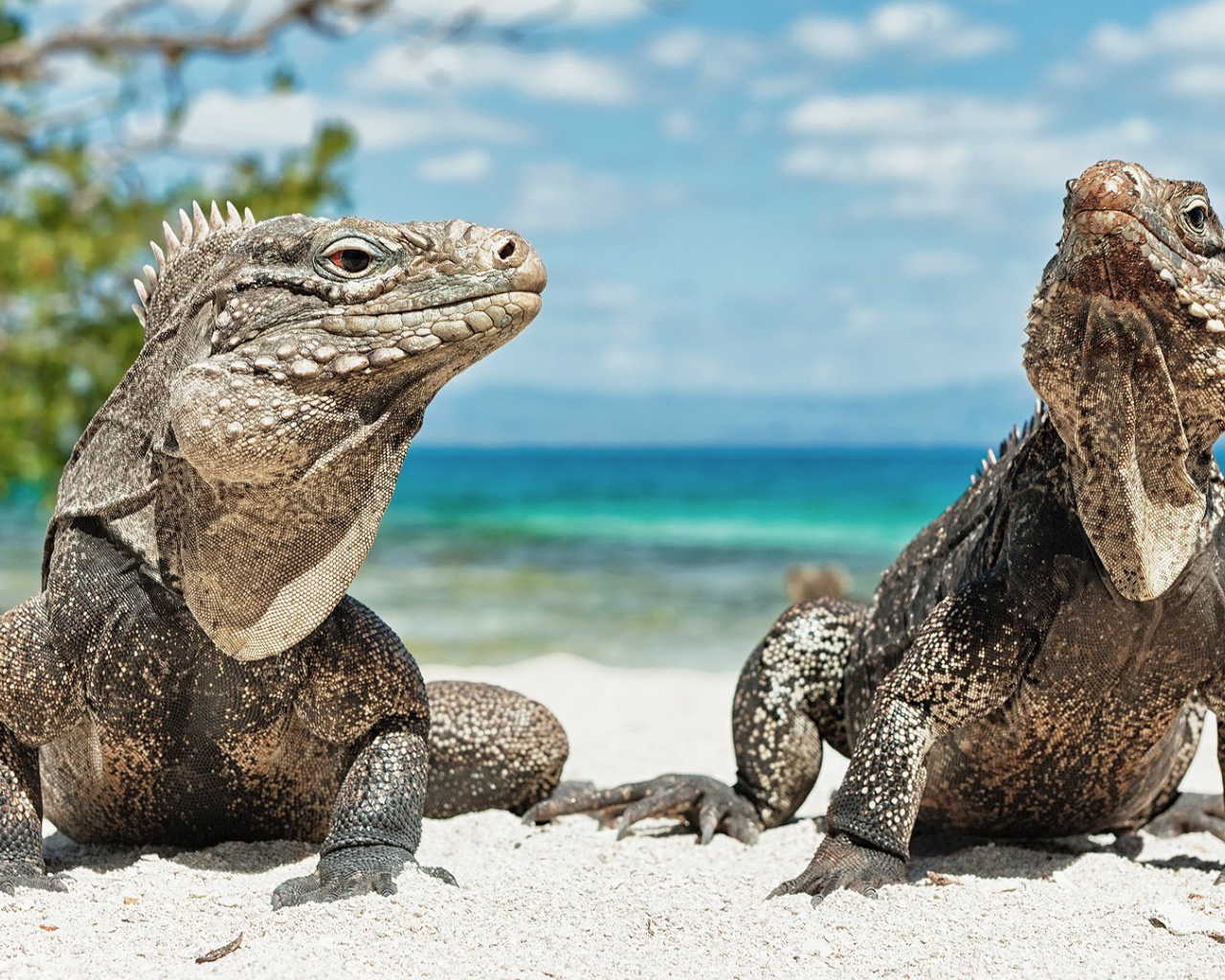 Игуаны на берегу моря
