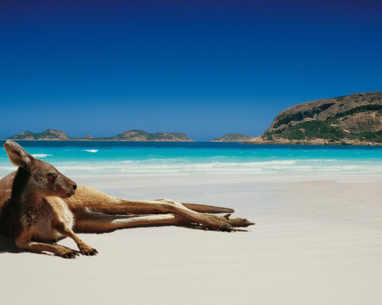 Кенгуру лежит на пляже