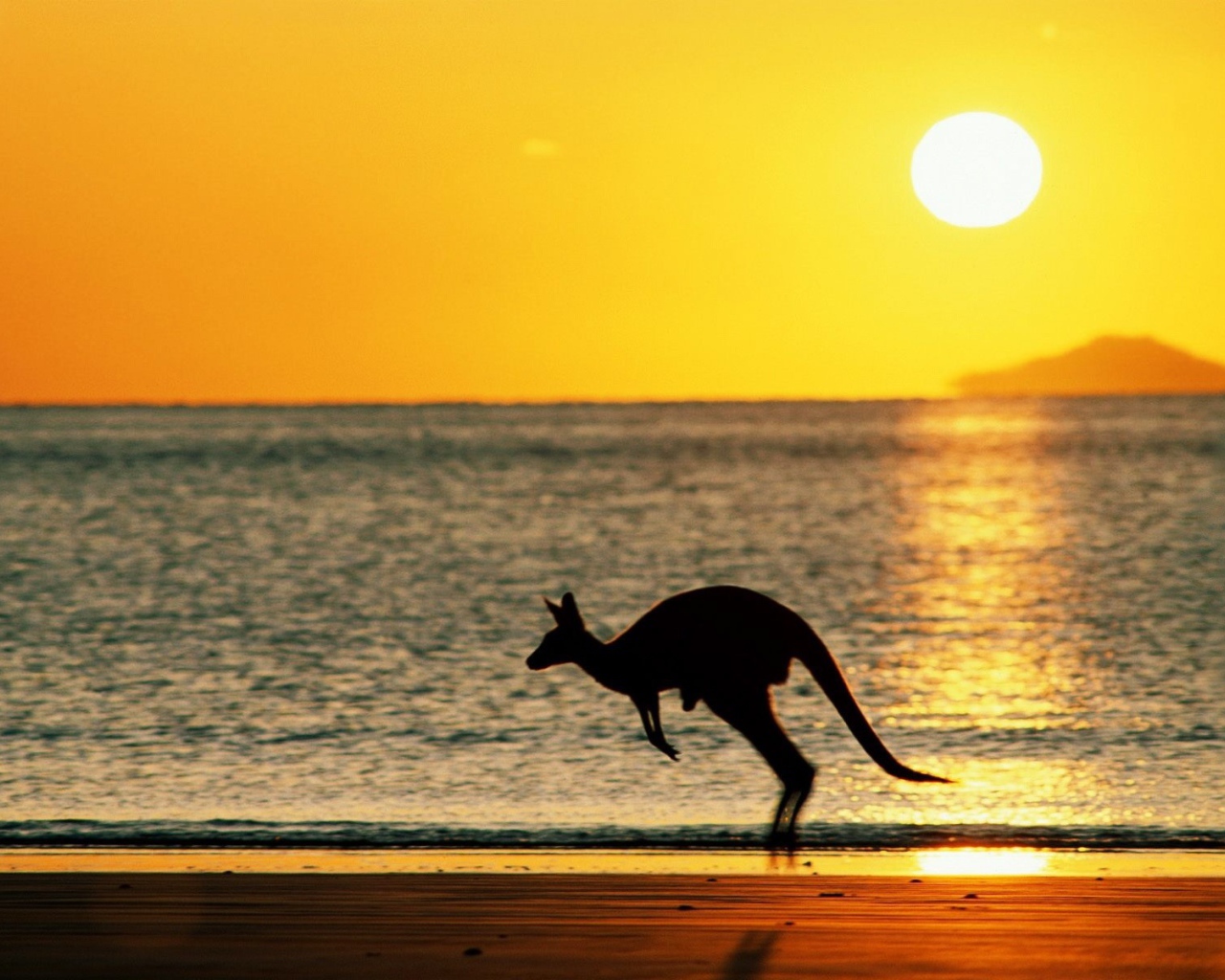 Кенгуру на фоне моря в Австралии