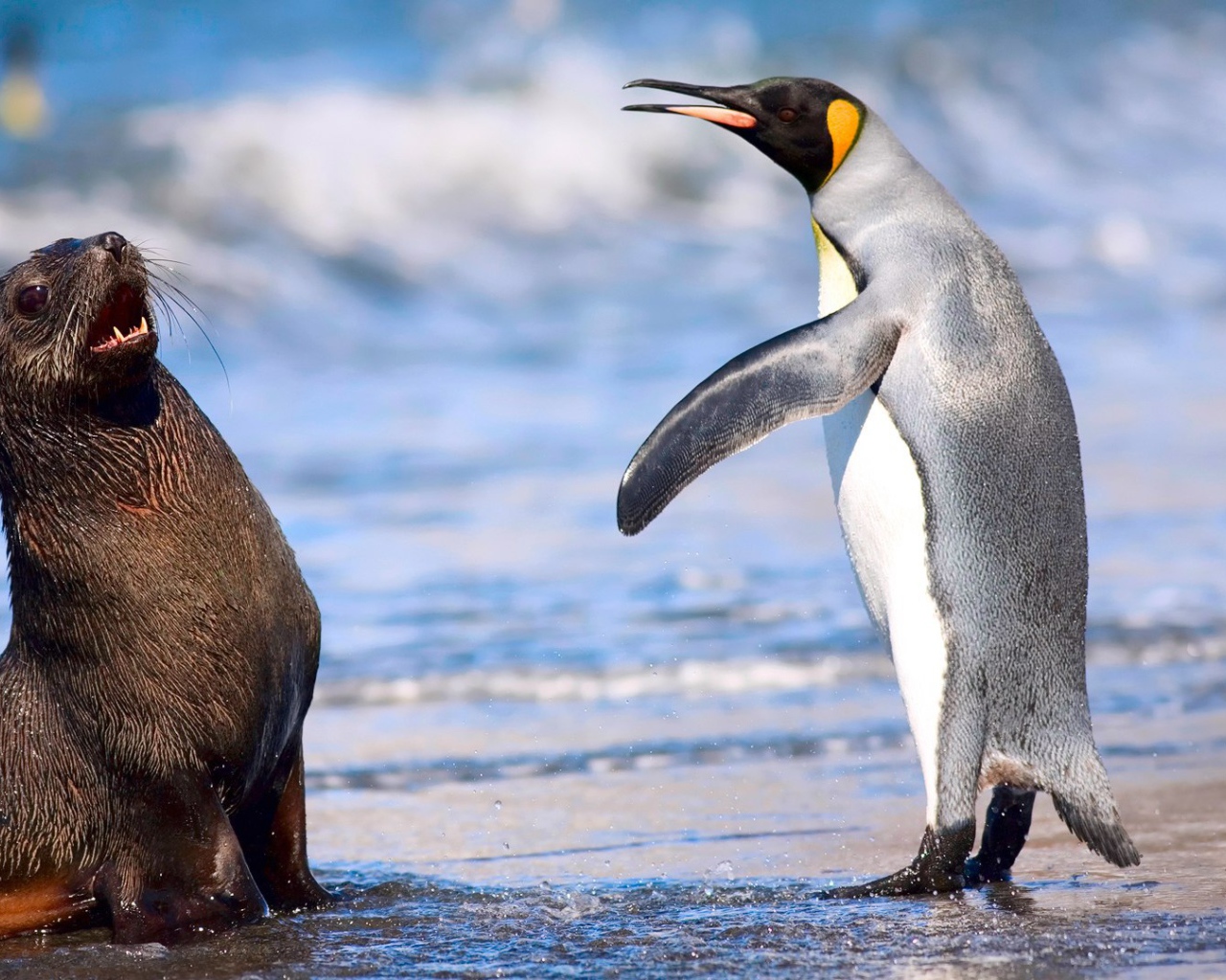 Кергеленский морской котик и королевский пингвин