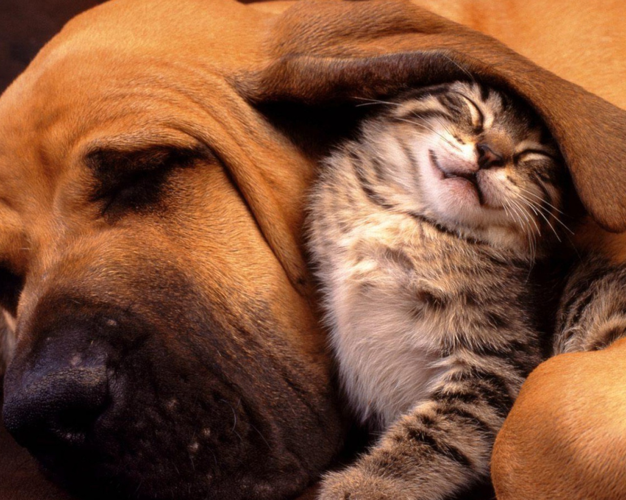 Котенок под ухом собаки