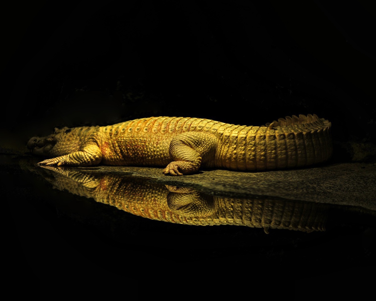 Фонарь освещает крокодила