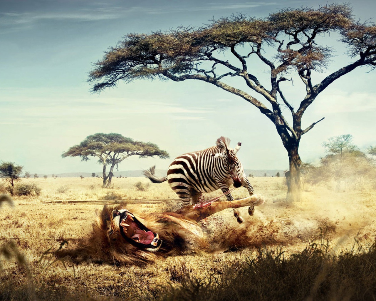 Лев и зебра в Африке
