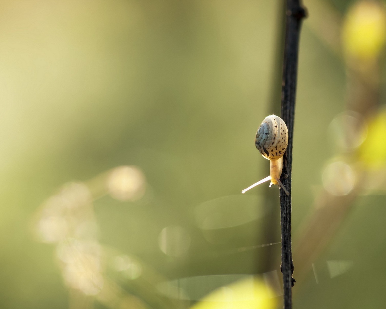Маленькая улитка ползет вниз по черной ветке