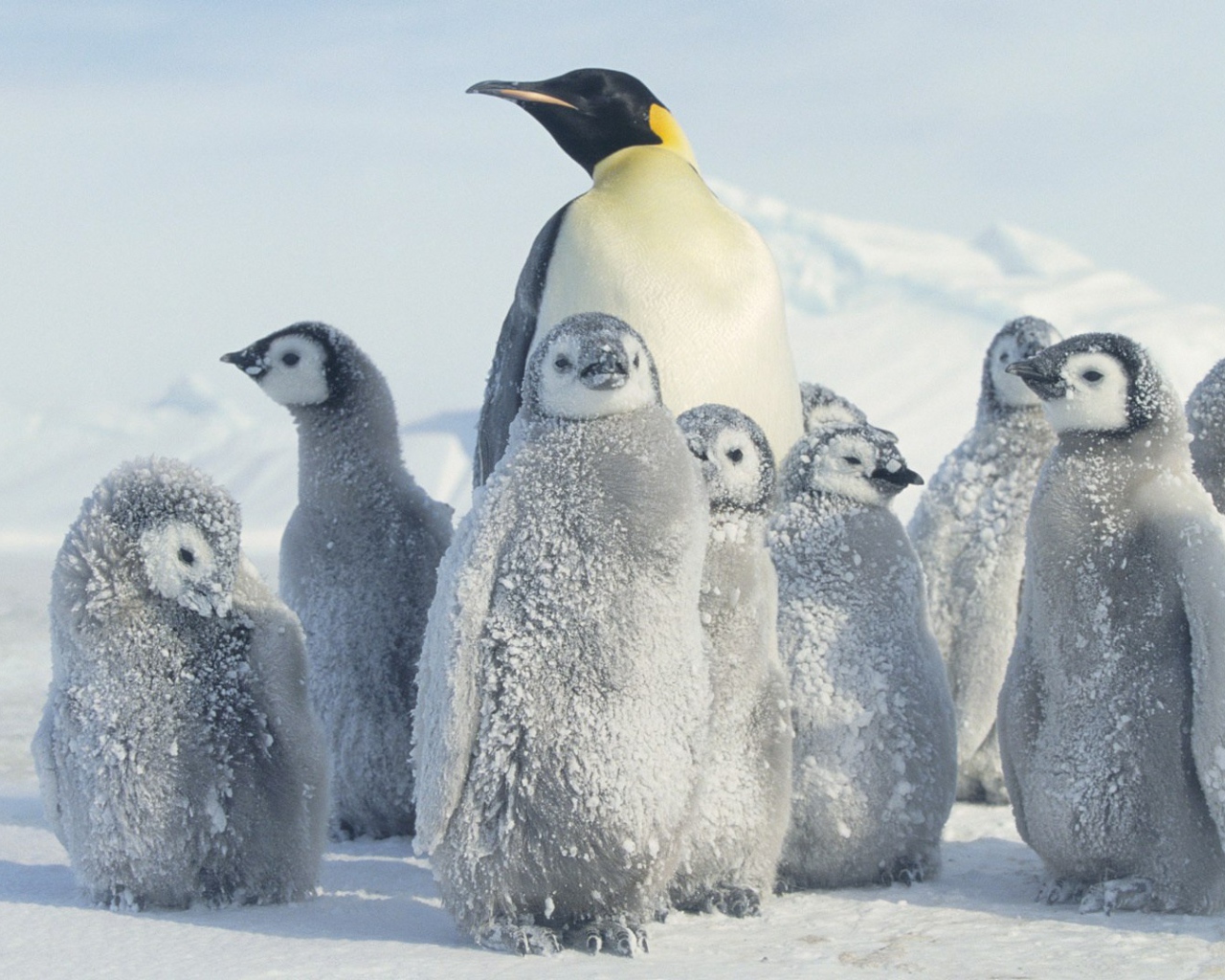 Мама пингвин с выводком