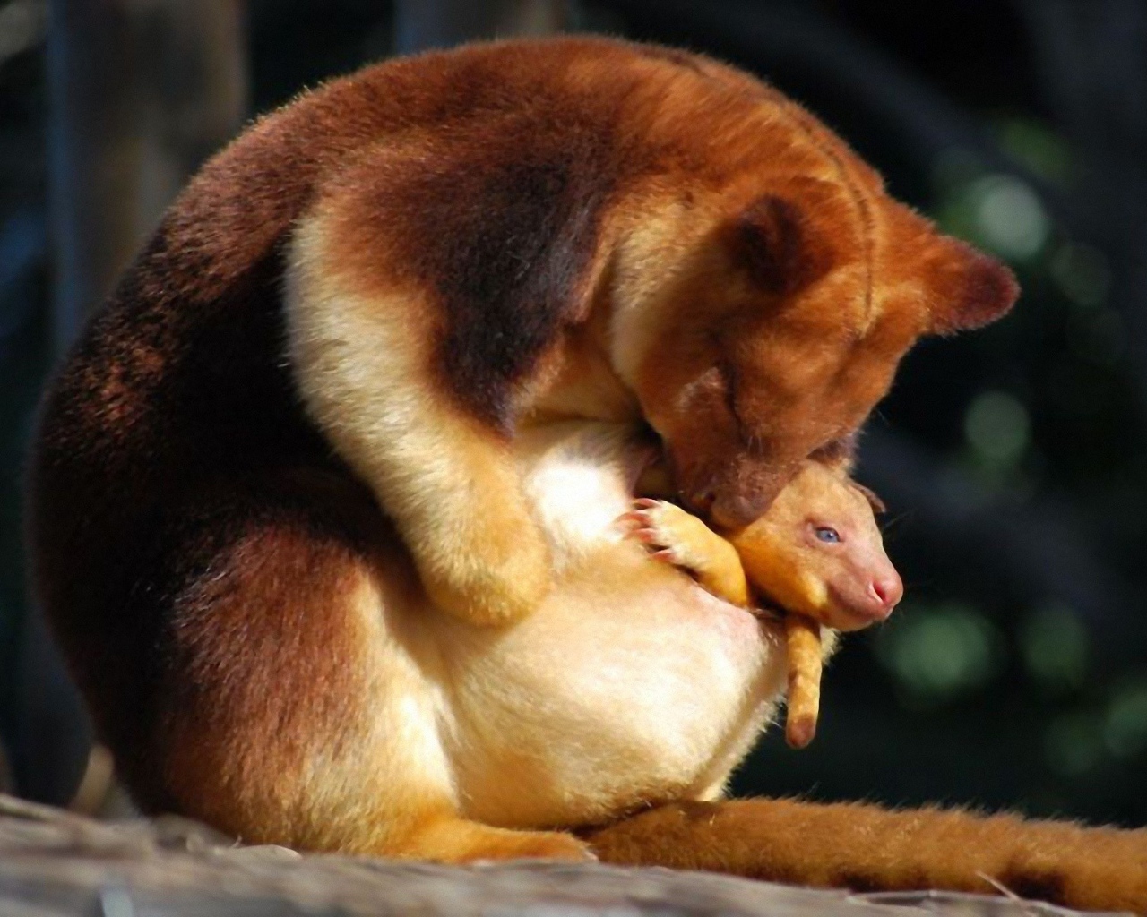 Сумчатое животное с детенышем в Австралии