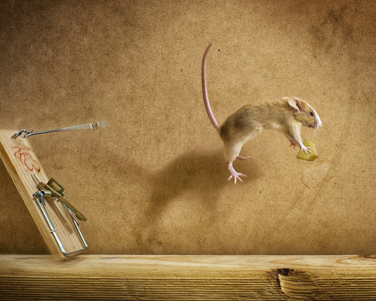 Мышка украла сыр из мышеловки