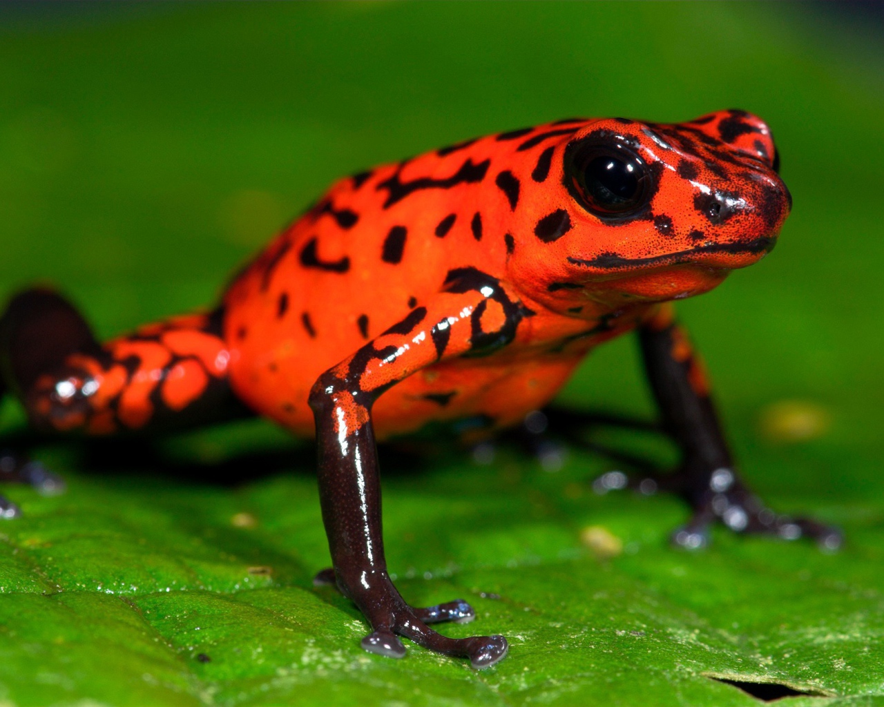 Оранжевая лягушка на зеленом листе