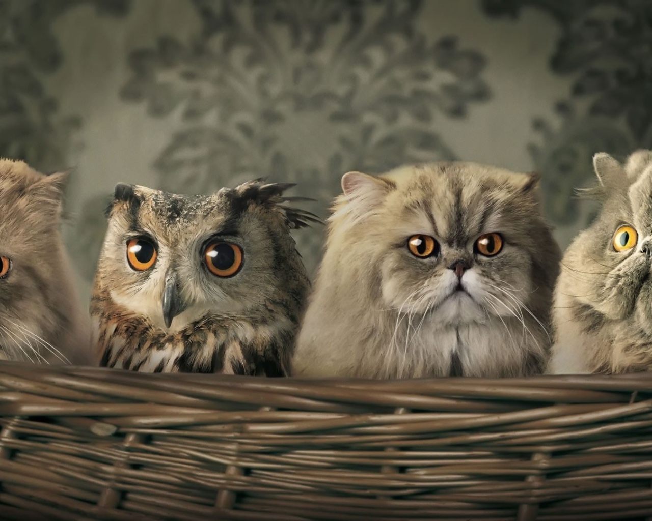 Сова спряталась среди котов в корзине