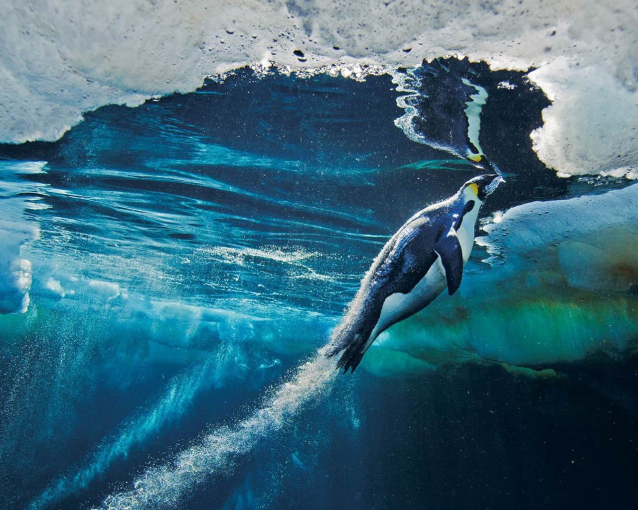 Пингвин плывет к поверхности воды