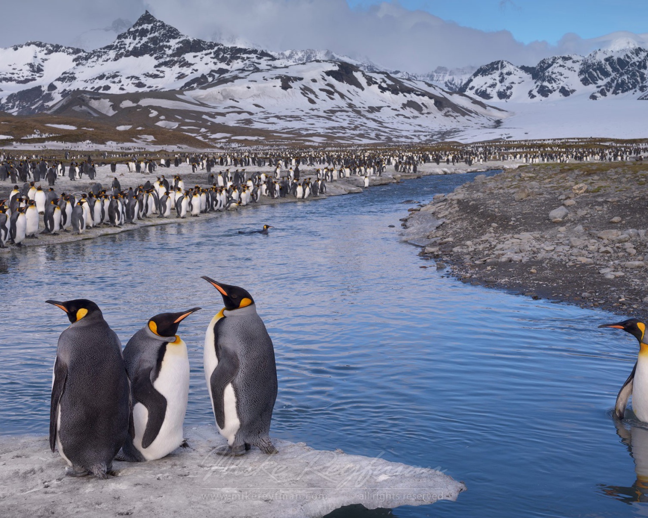 Пингвин стоит по пояс в воде