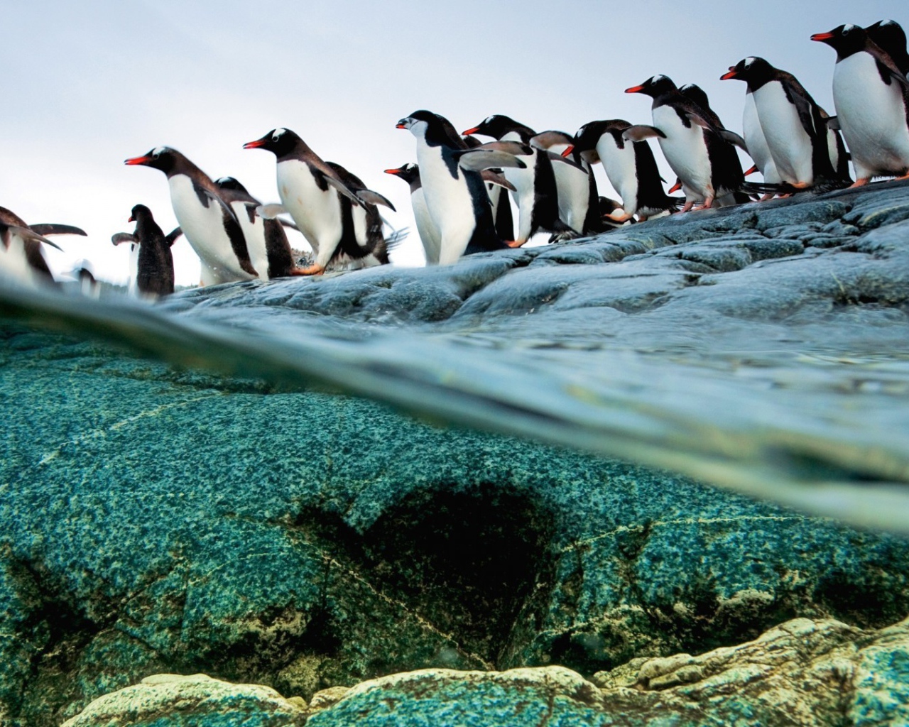 Пингвины идут ровной колонной