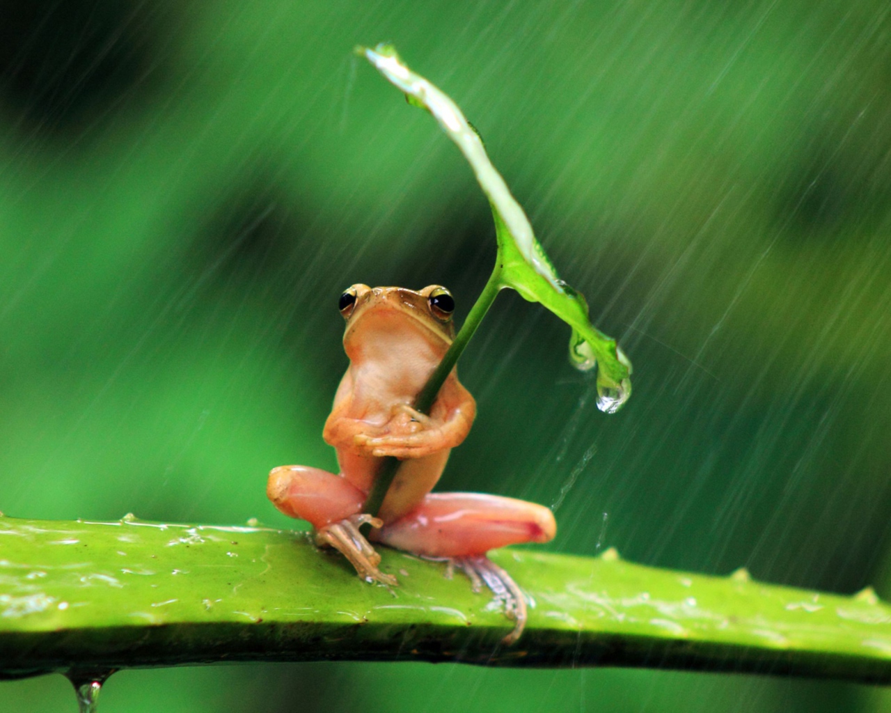 Розовая лягушка прикрылась листом от дождя