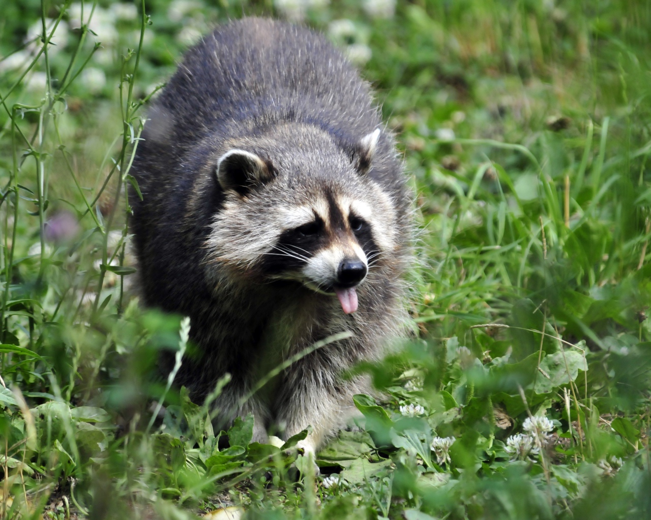 Енот-полоскун идет по зеленой траве