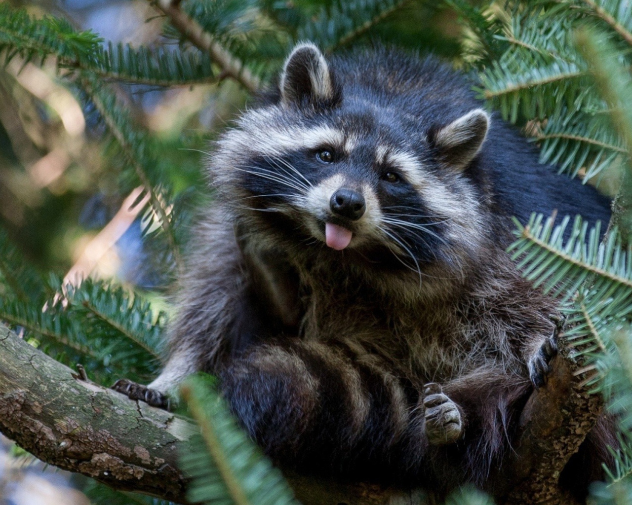Енот-полоскун сидит на хвойном дереве