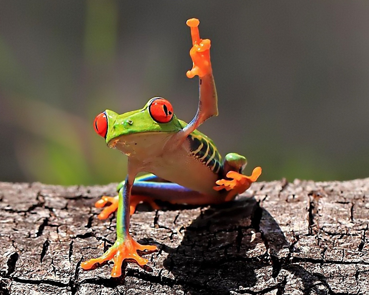 Красноглазая лягушка на коре дерева