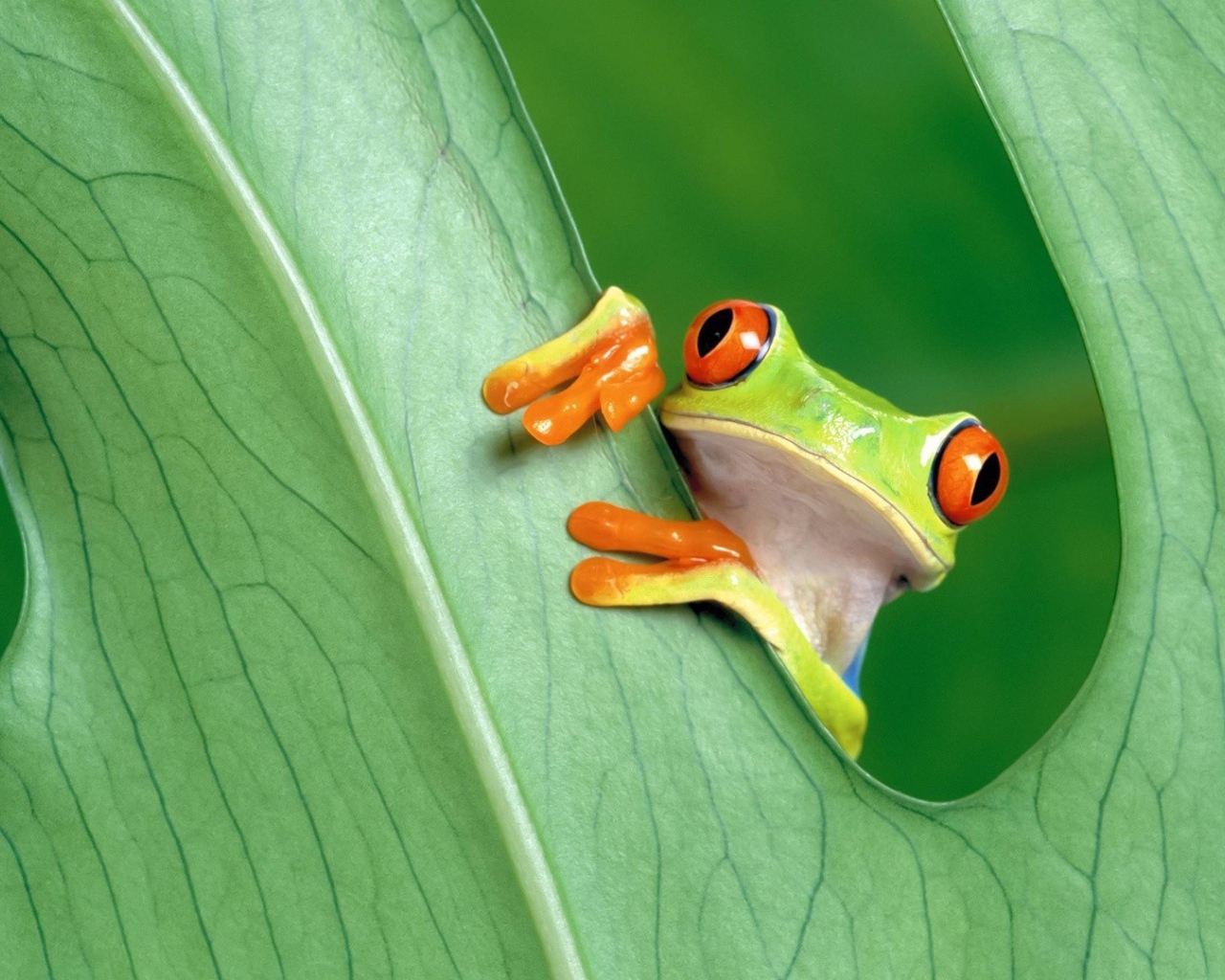 Красноглазая лягушка за зеленым листом