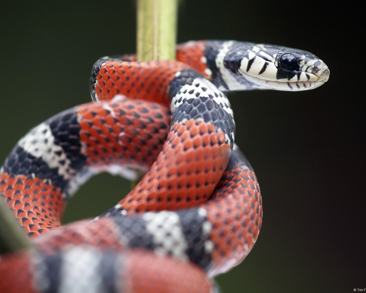 Красно черная змея