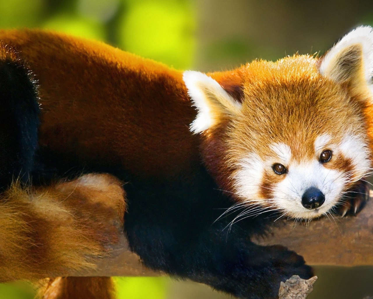 Красная панда лежит на стволе дерева