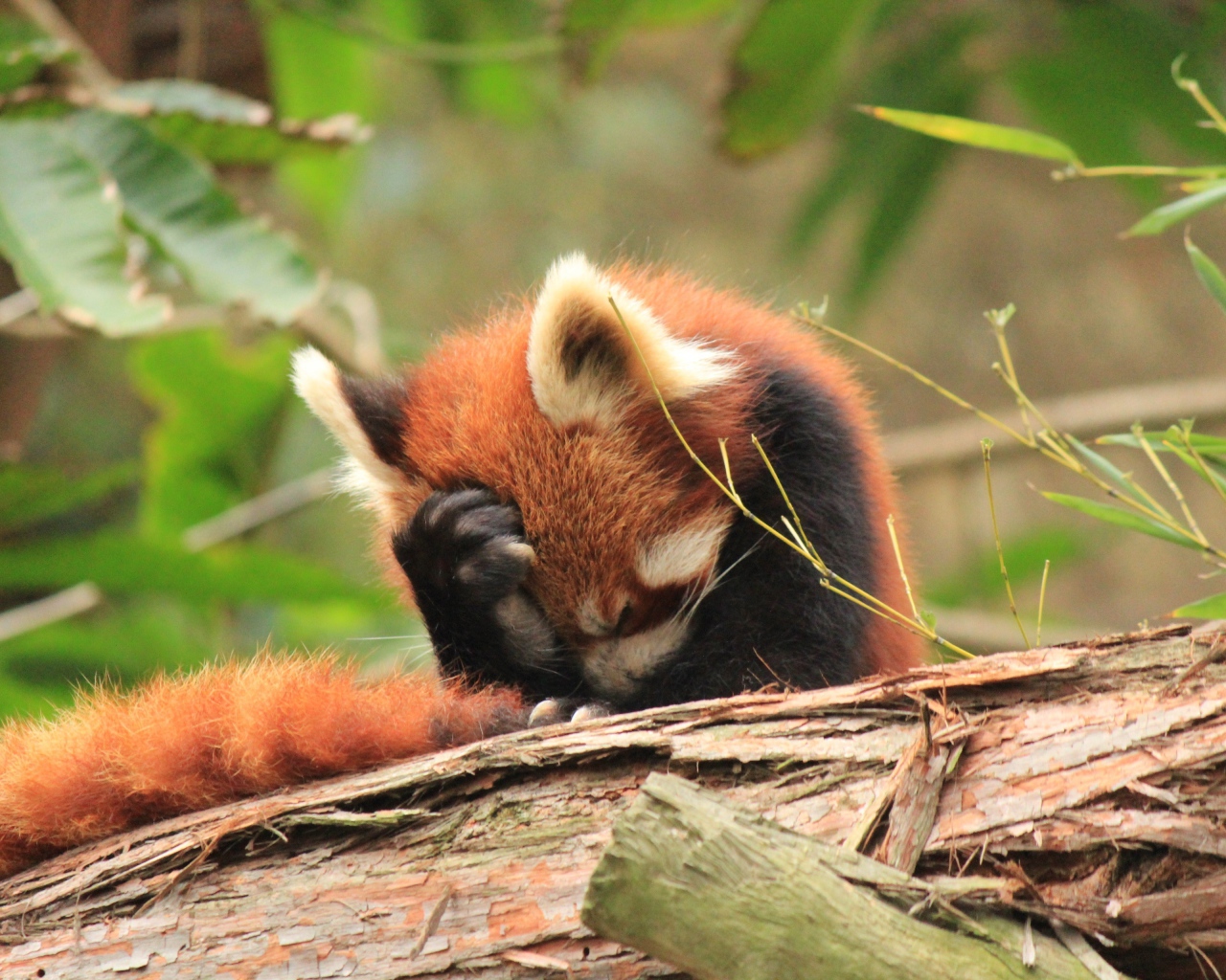 Красная панда положила лапку себе на голову