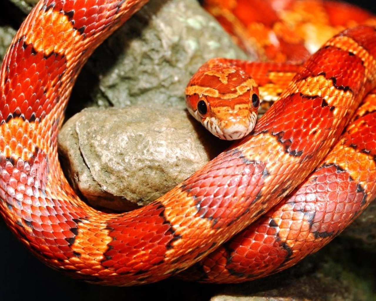 Красная змея на камне