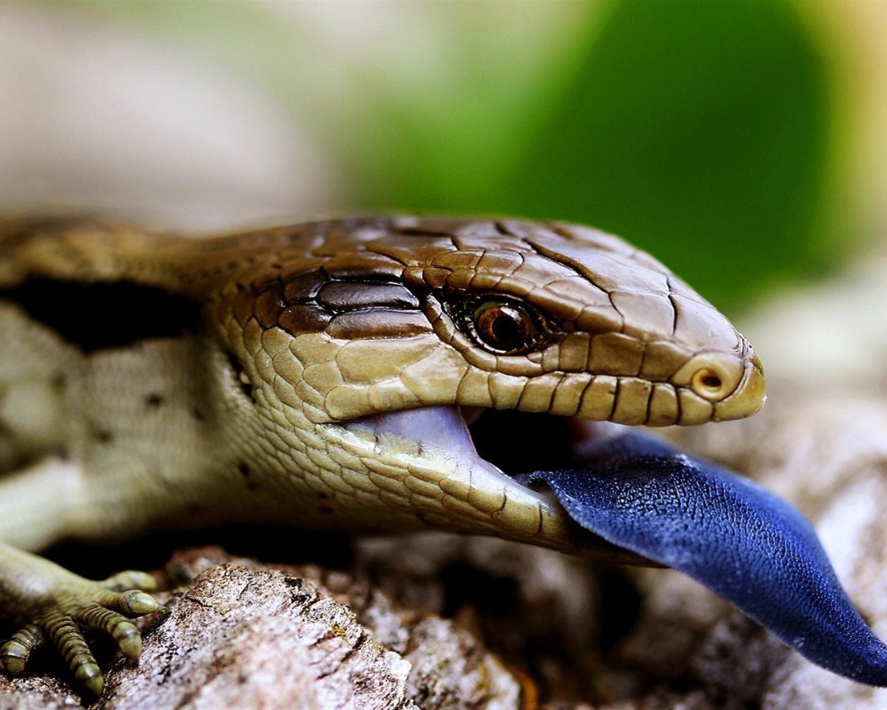 Рептилия с синим языком