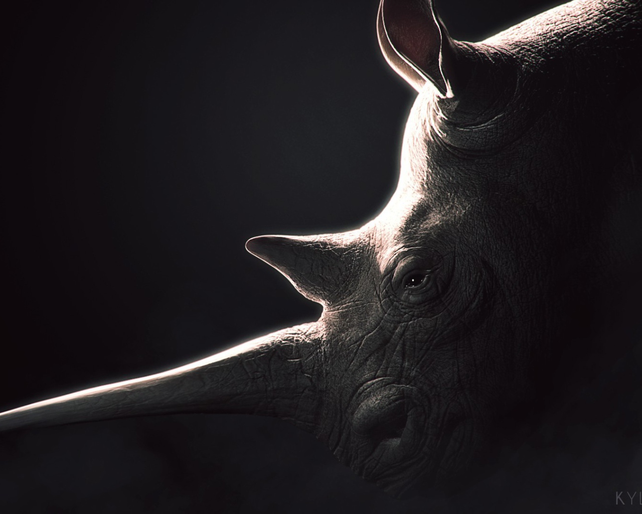 Носорог, черный фон