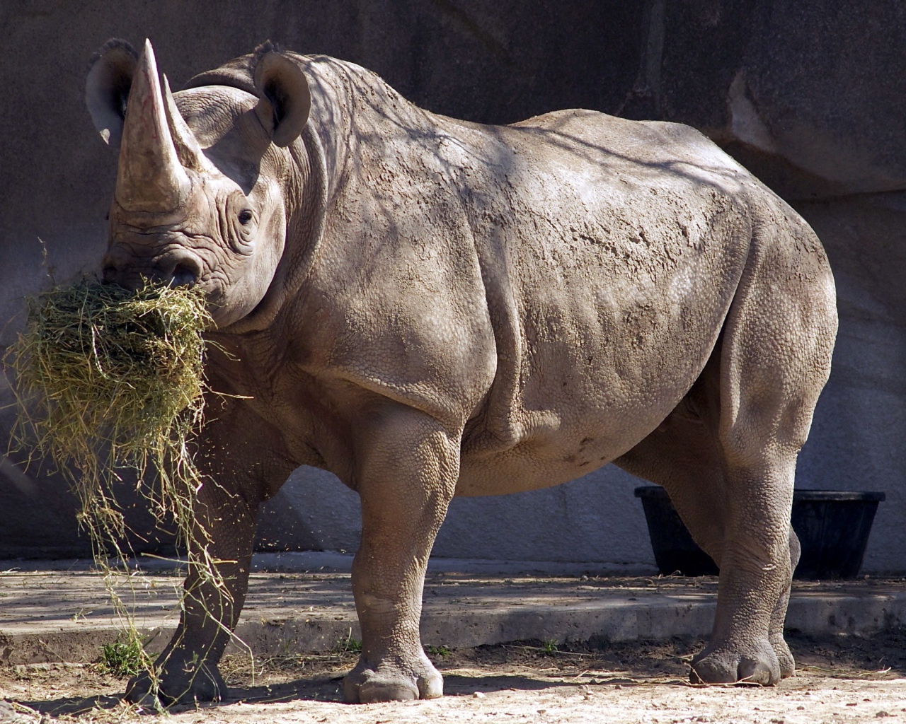 Носорог ест сено