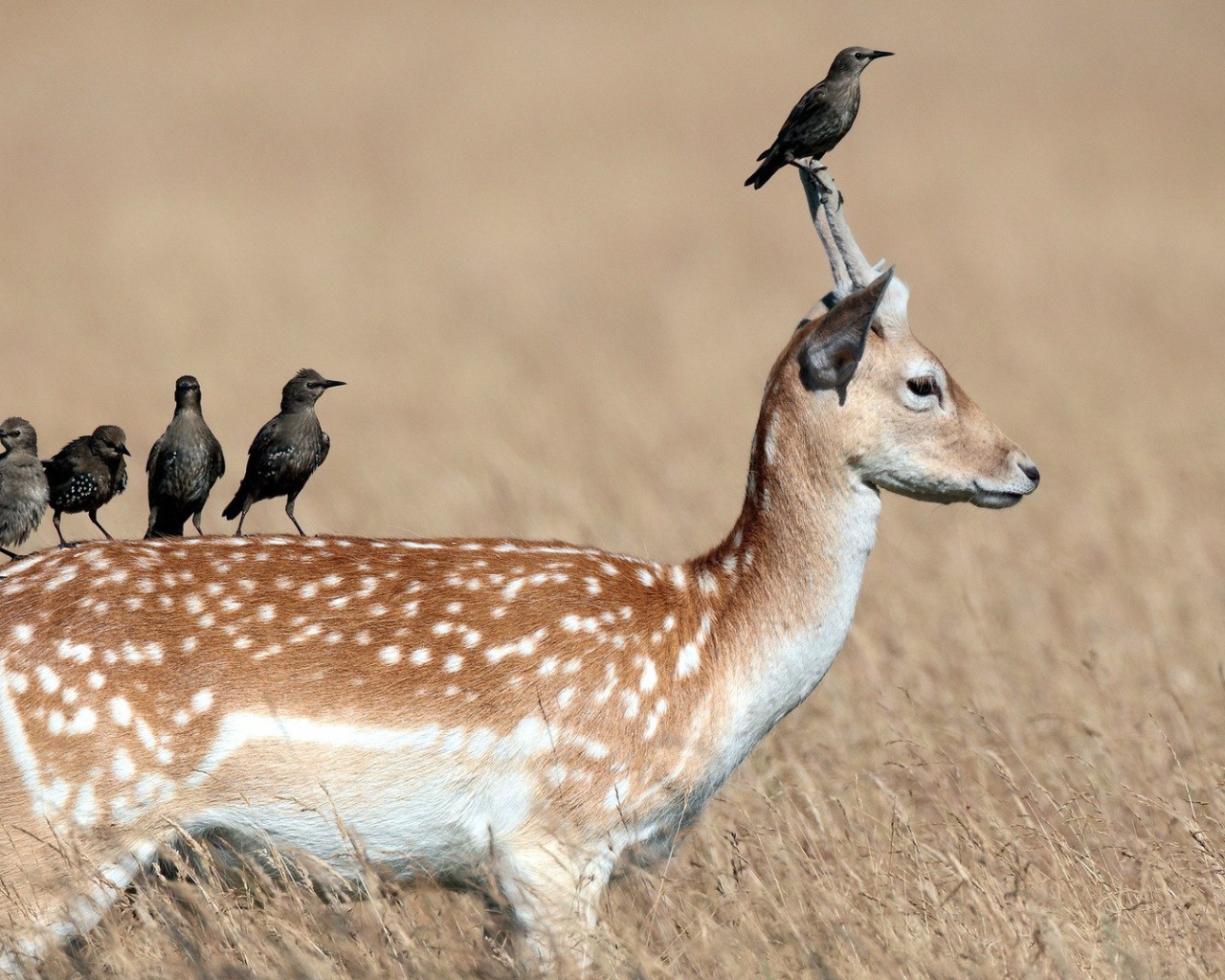 Грачи сидят на олене