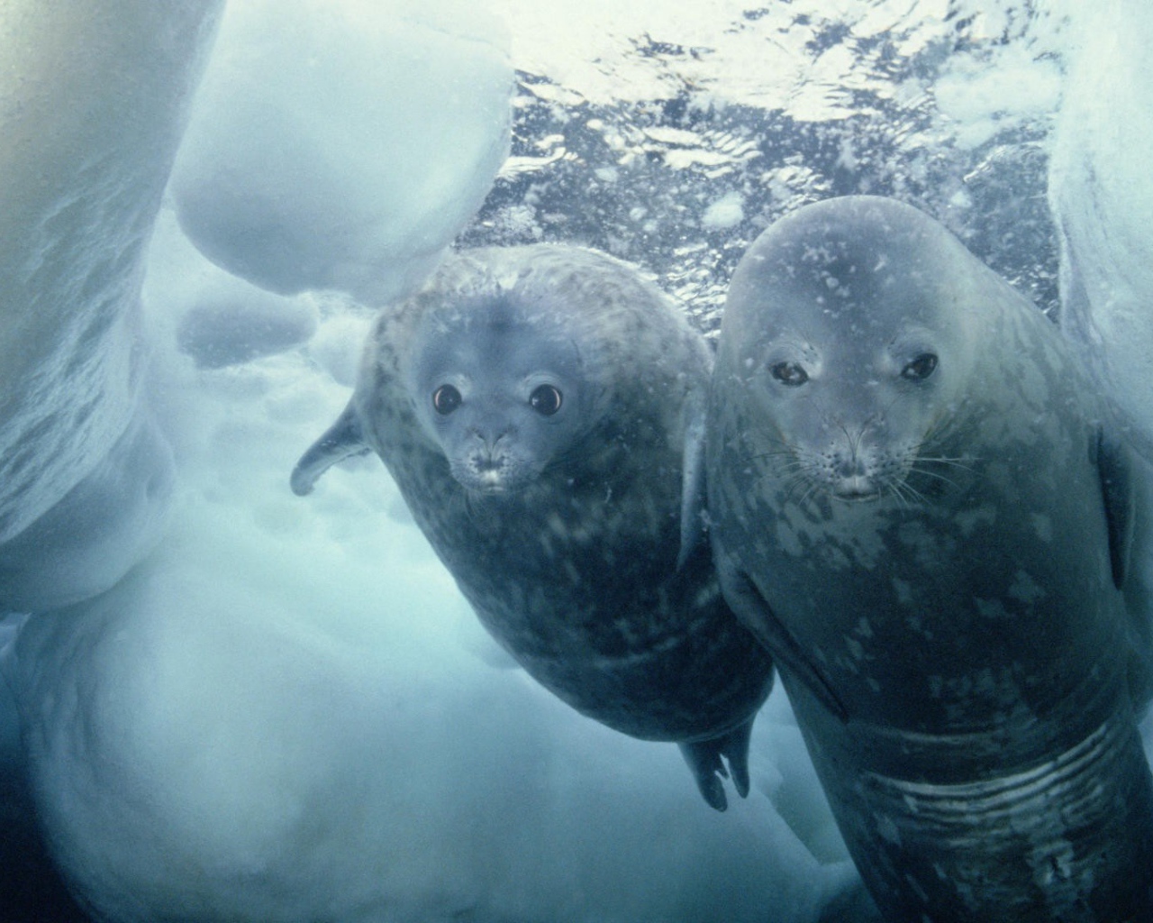 Морские котики нырнули в прорубь