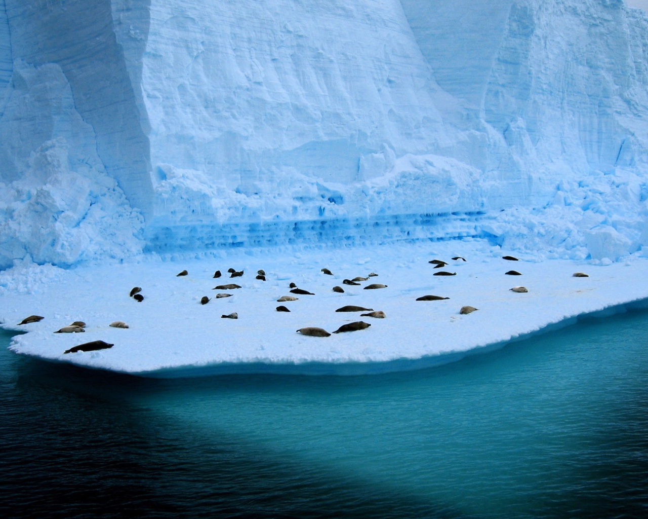 Тюлени лежат на голубой льдине у воды
