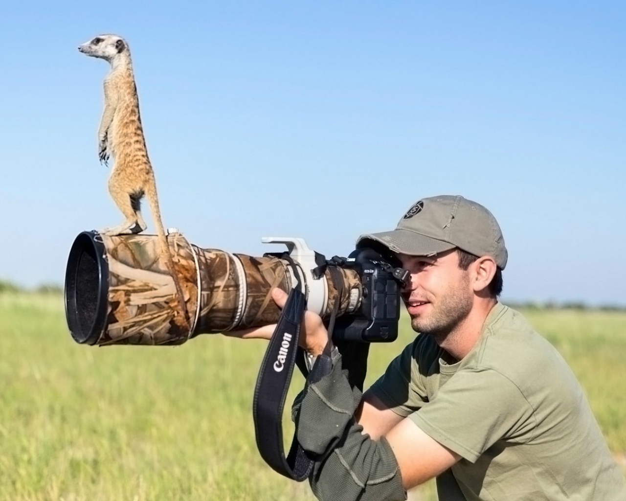 Беззастенчивый сурикат