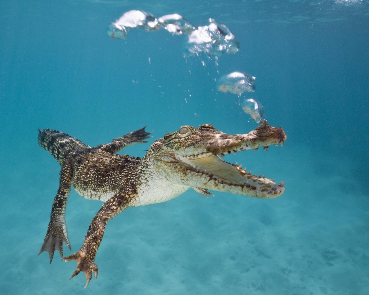 Маленький крокодил пускает пузыри под водой