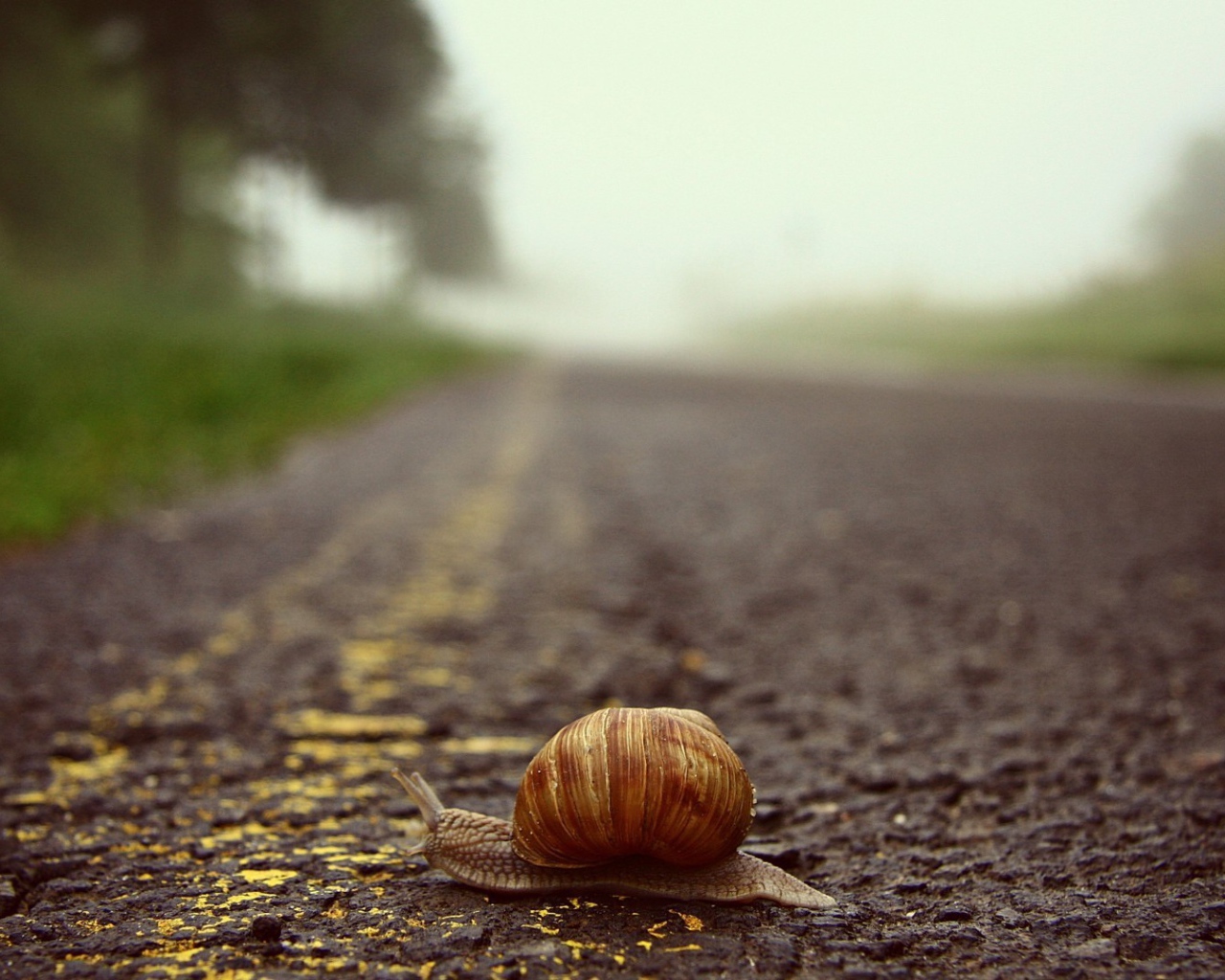 Улитка переползает через дорогу