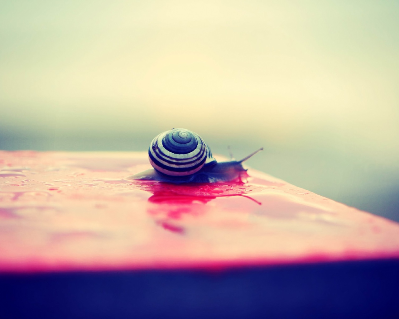 Улитка на мокрой розовой поверхности