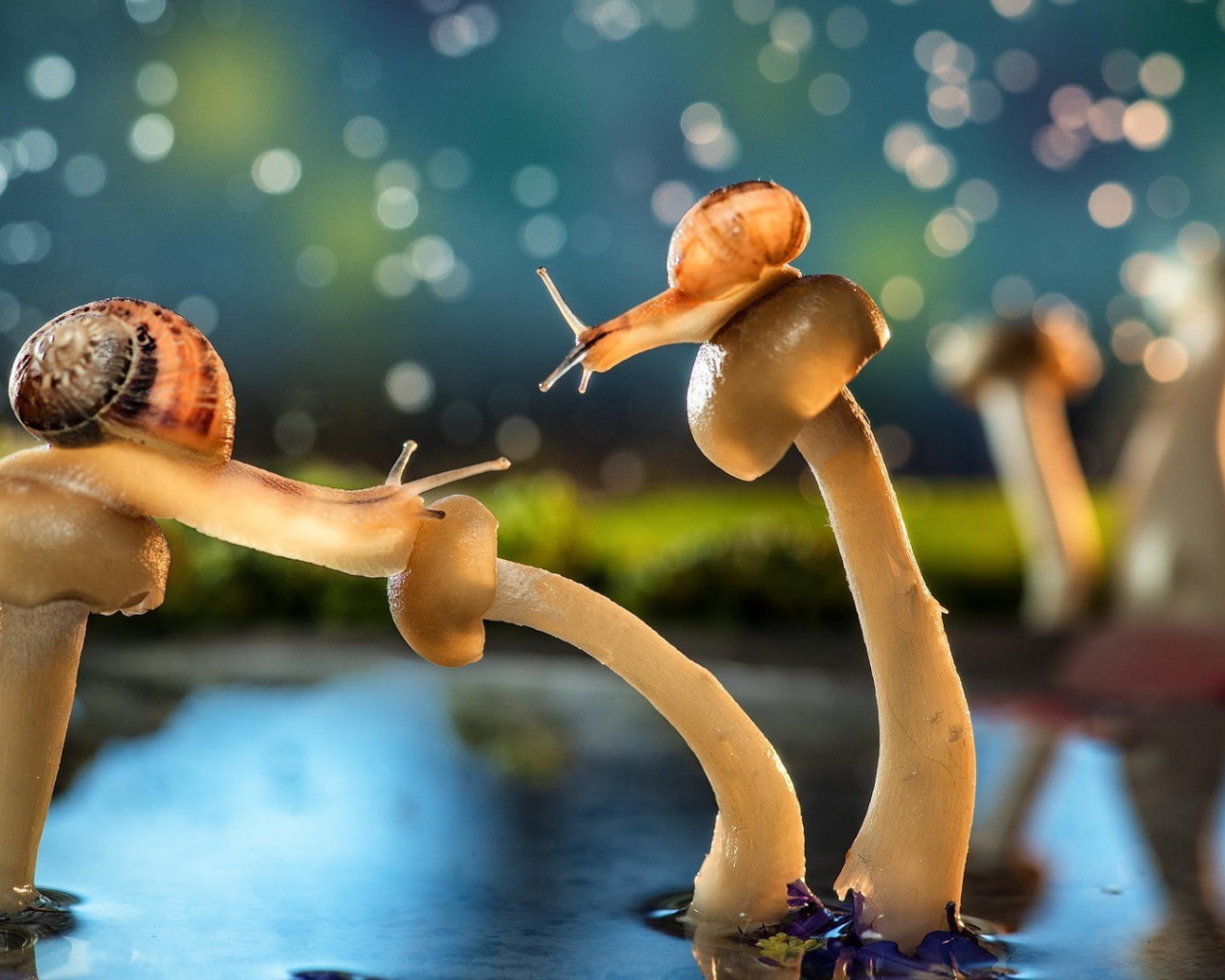 Улитки на шляпках грибов